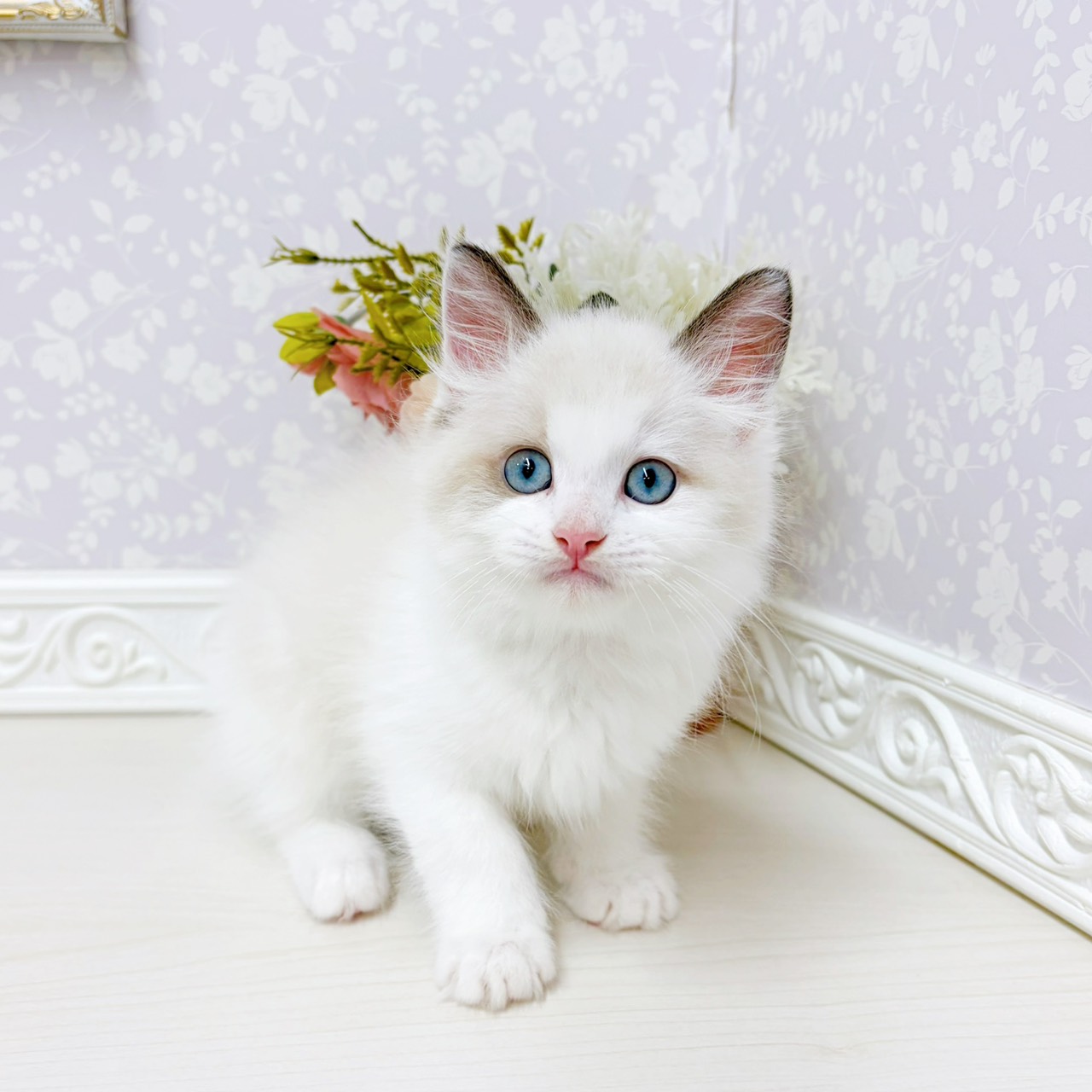 富山県のラグドール (犬の家＆猫の里アミーゴ山室店/2026年2月4日生まれ/男の子/シールポイントバイカラー)の子猫の1枚目の画像