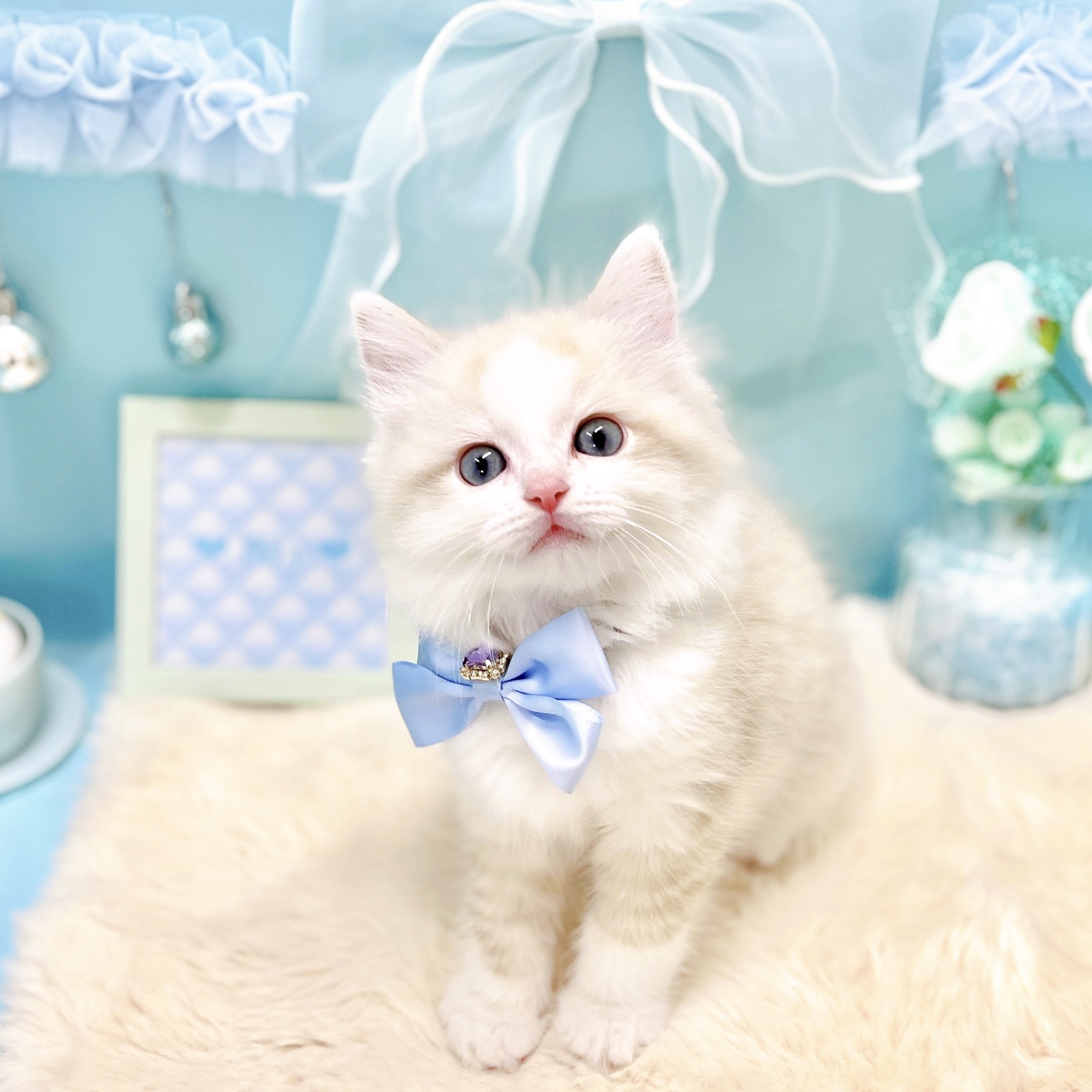 福井県のラグドール (犬の家＆猫の里アミーゴ福井大和田店/2026年2月4日生まれ/男の子/ブルーポイントバイカラー)の子猫の2枚目の画像