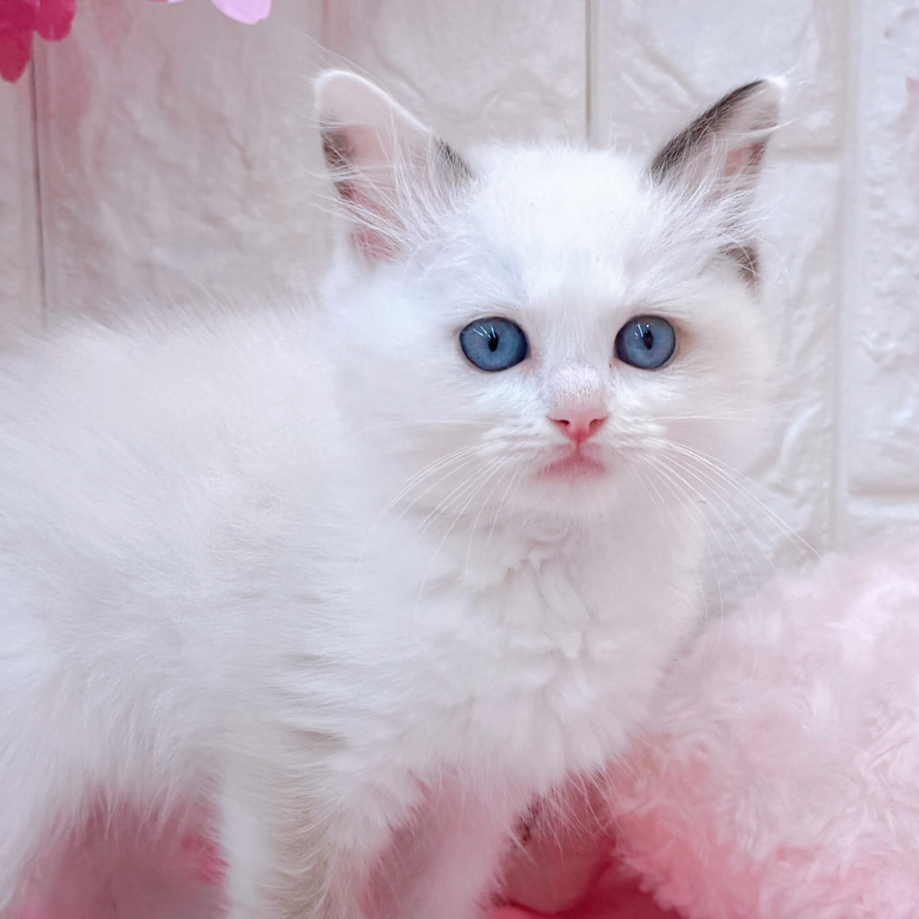 岡山県のラグドール (犬の家＆猫の里倉敷店/2026年2月4日生まれ/女の子/ブルーポイントバイカラー)の子猫の1枚目の画像