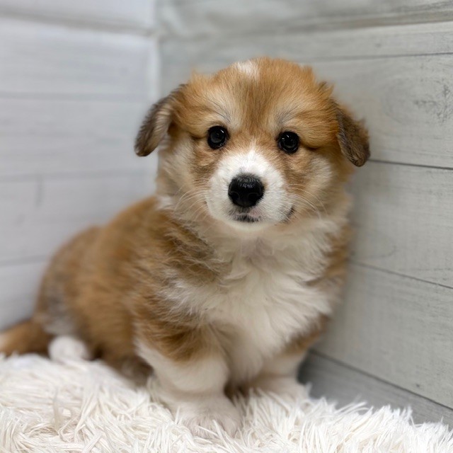 コーギー女の子の写真