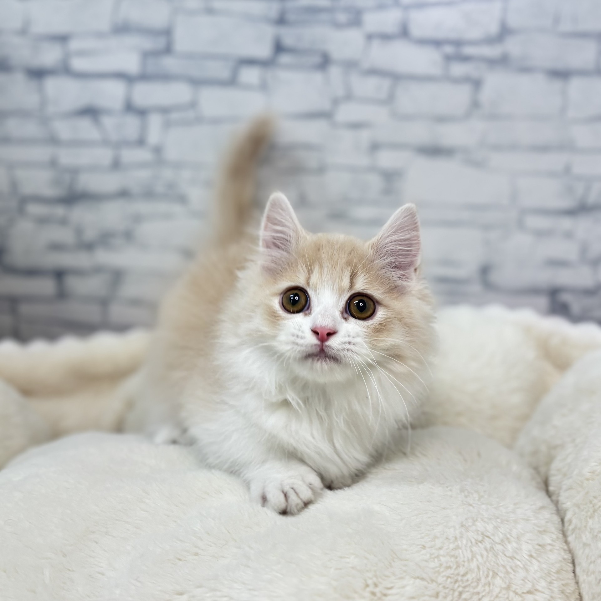 長野県のミヌエット (犬の家＆猫の里長野店/2026年2月5日生まれ/男の子/クリームタビーホワイト)の子猫の2枚目の画像