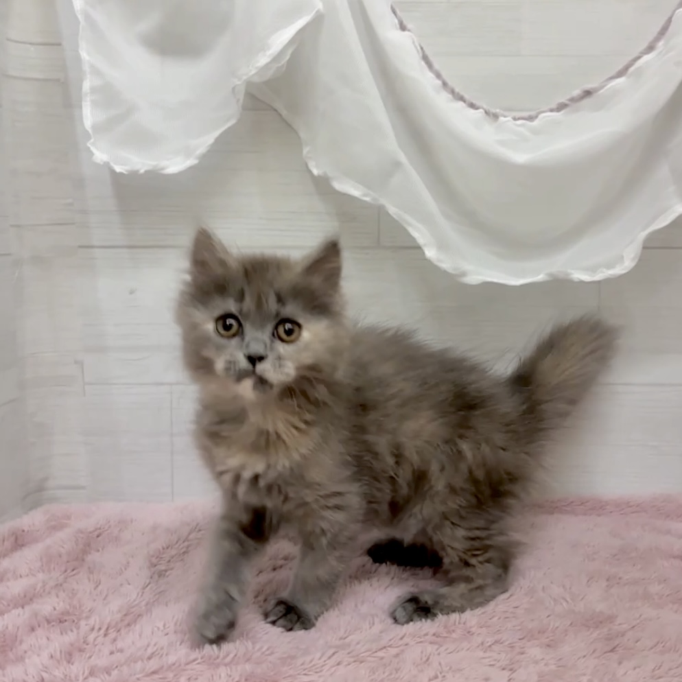 愛知県のミヌエット (犬の家＆猫の里碧南店/2026年2月5日生まれ/女の子/ブルークリーム)の子猫の2枚目の画像