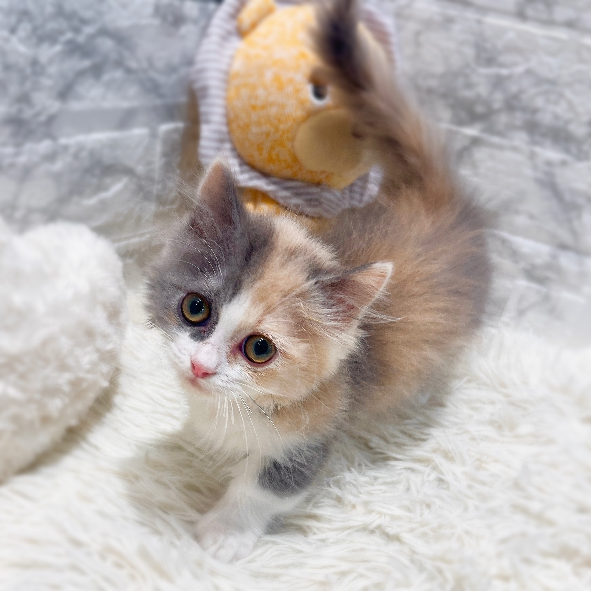 愛知県のミヌエット (犬の家＆猫の里MiO香久山店/2026年2月5日生まれ/女の子/ブルーパッチドタビーホワイト)の子猫の1枚目の画像