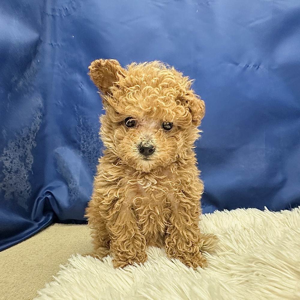 岐阜県のトイプードル(トイ) (犬の家＆猫の里中津川店/2026年2月6日生まれ/男の子/アプリコット)の子犬の1枚目の画像