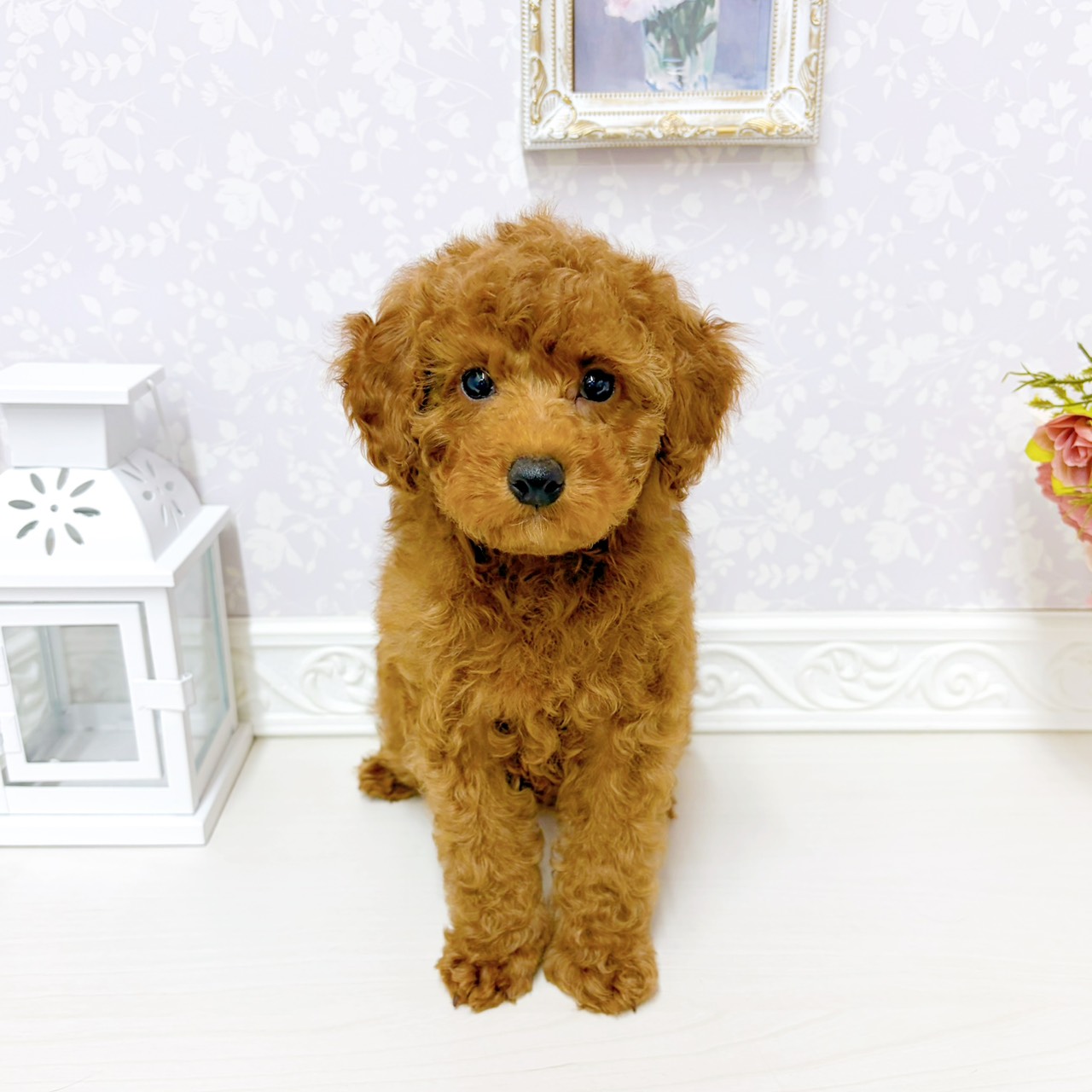 富山県のトイプードル(トイ) (犬の家＆猫の里アミーゴ山室店/2026年1月29日生まれ/男の子/レッドフォーン)の子犬の1枚目の画像