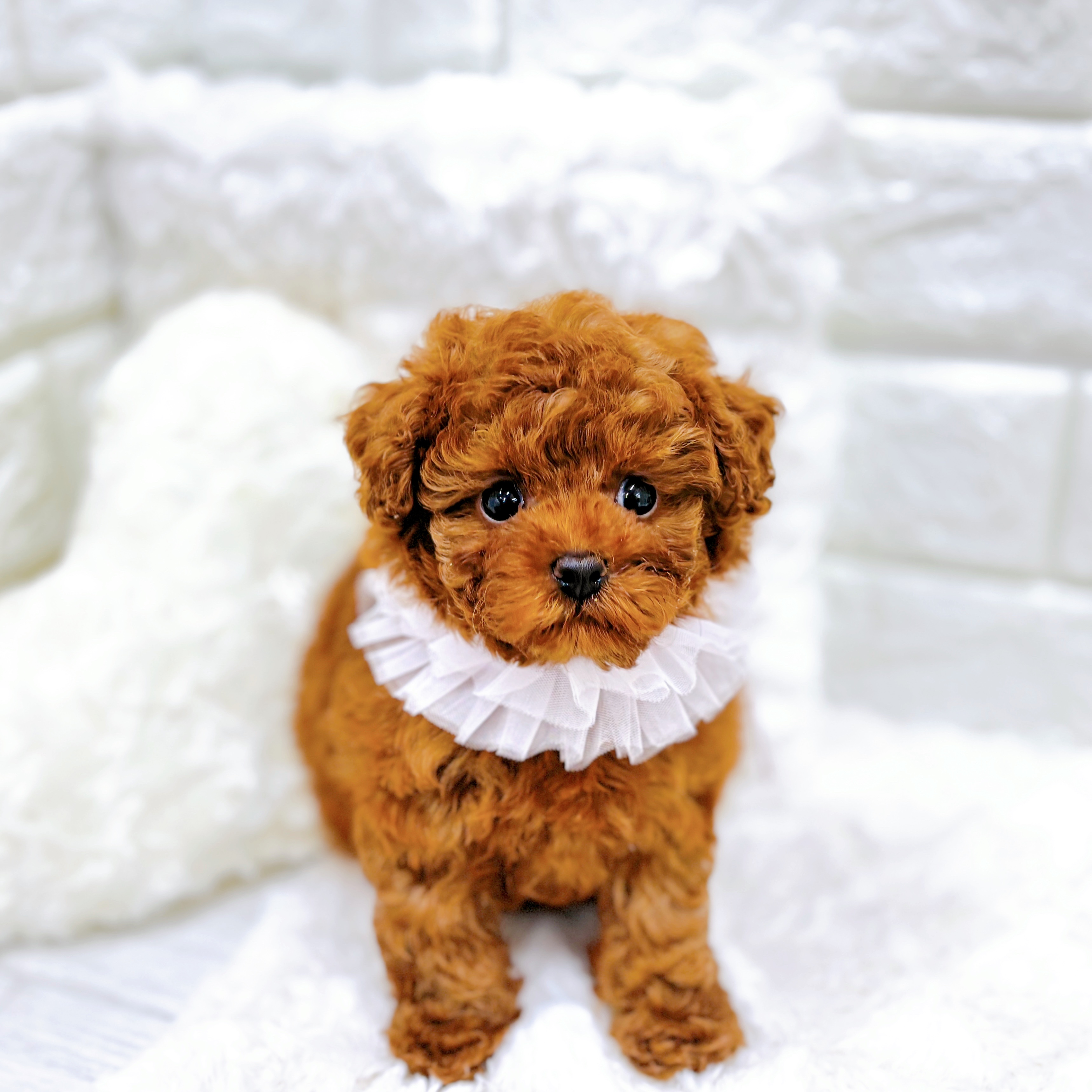 福井県のトイプードル(タイニー) (犬の家＆猫の里アミーゴ福井店/2026年2月6日生まれ/女の子/レッドフォーン)の子犬の1枚目の画像