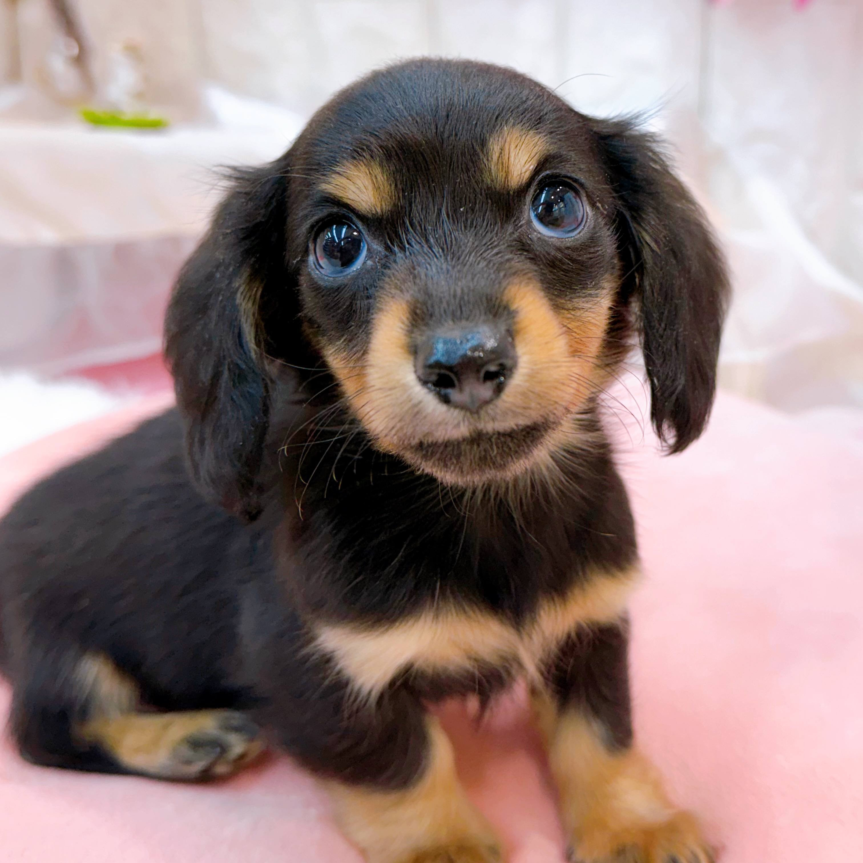 岡山県のカニンヘンダックスフンド(ロング) (犬の家＆猫の里倉敷店/2026年2月5日生まれ/女の子/ブラックタン)の子犬の2枚目の画像