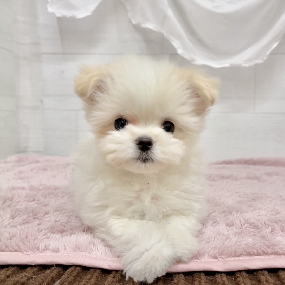 愛知県のポメマル/マルポメ(ポメラニアン×マルチーズ) (犬の家＆猫の里碧南店/2026年2月5日生まれ/男の子/クリームホワイト)の子犬