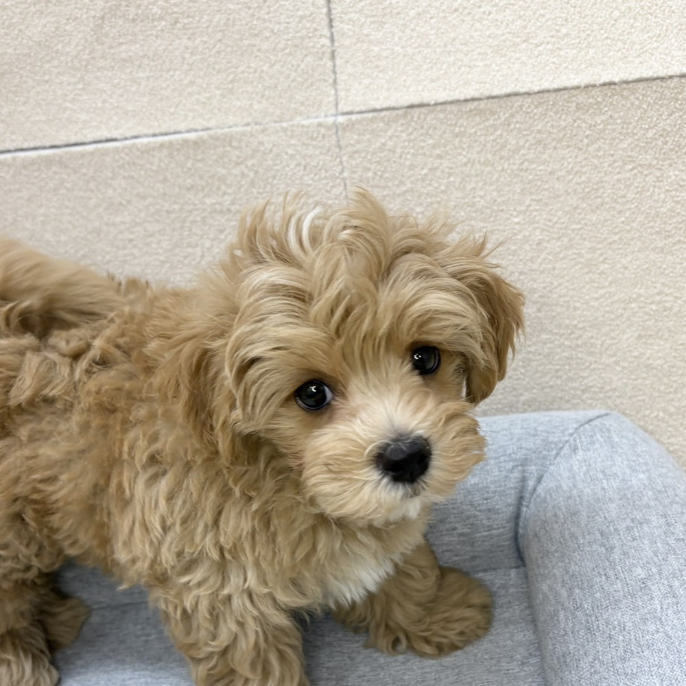 長野県のマルプー(マルチーズ×プードル) (犬の家＆猫の里塩尻店/2026年2月5日生まれ/男の子/アプリコットホワイト)の子犬の2枚目の画像