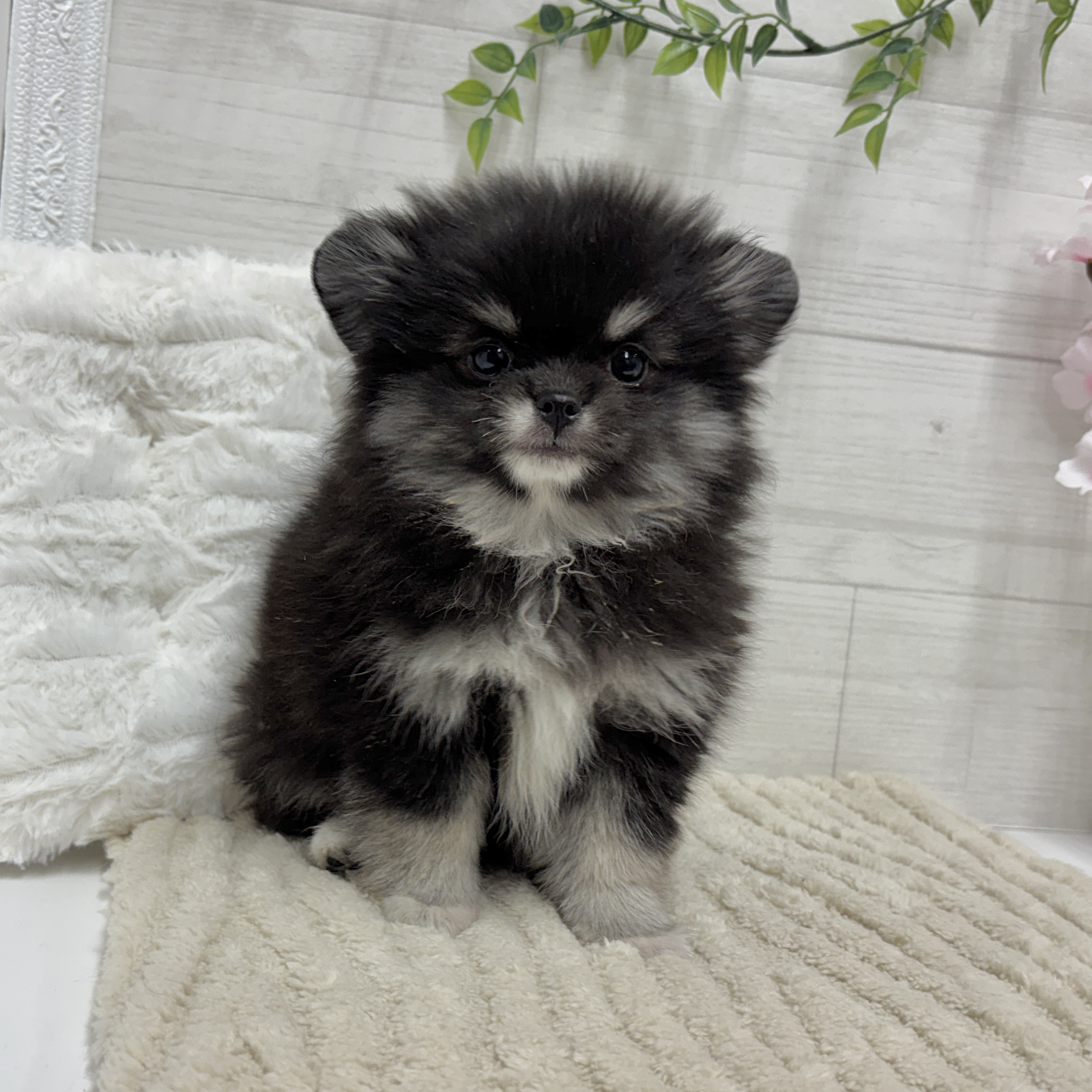 神奈川県のポメチワ/チワポメ/ポメチー(ポメラニアン×チワワ) (犬の家＆猫の里相模原店/2026年2月6日生まれ/女の子/ブラッククリーム)の子犬の2枚目の画像