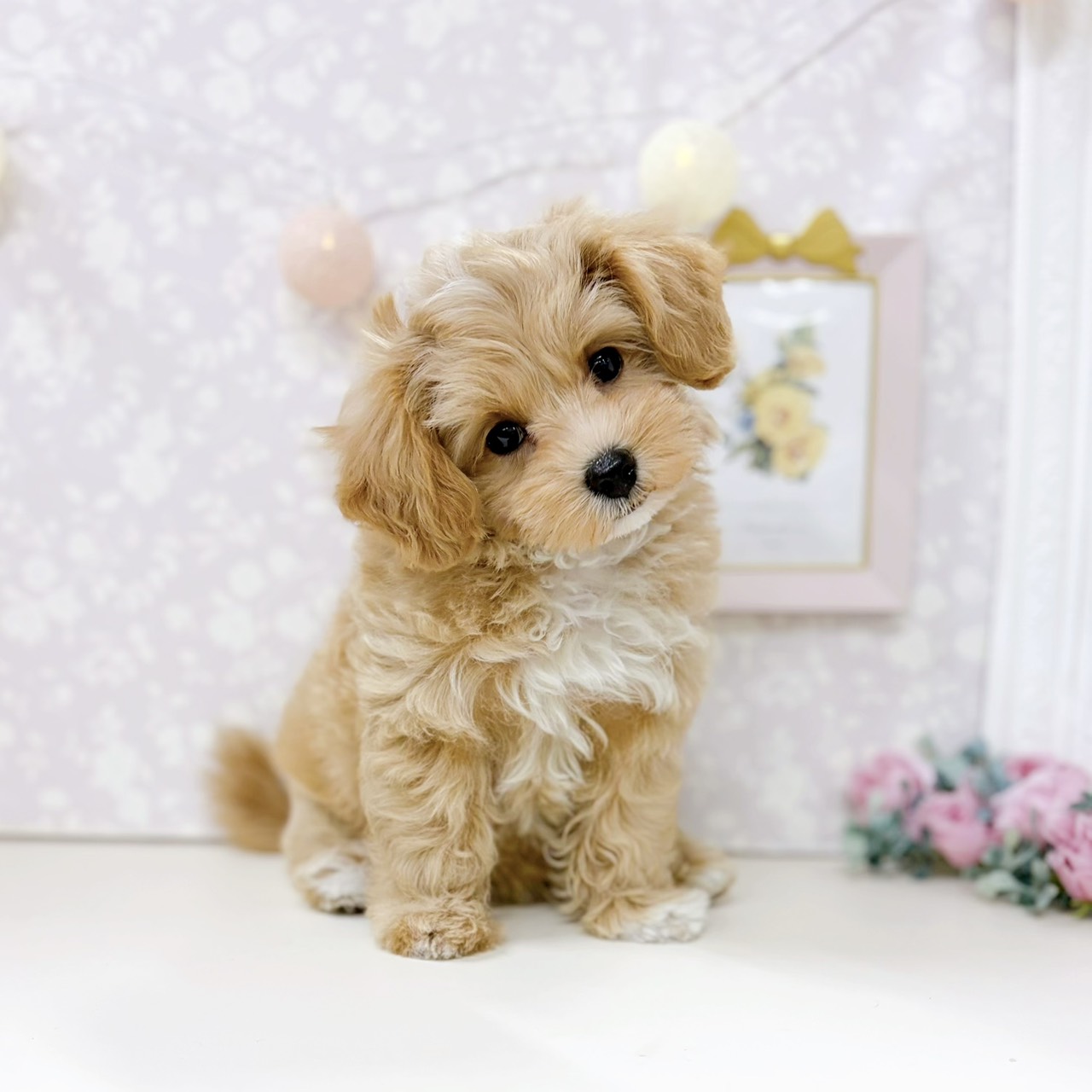 富山県のマルプー(マルチーズ×プードル) (犬の家＆猫の里アミーゴ高岡蓮花寺店/2026年2月7日生まれ/女の子/アプリコットホワイト)の子犬の2枚目の画像