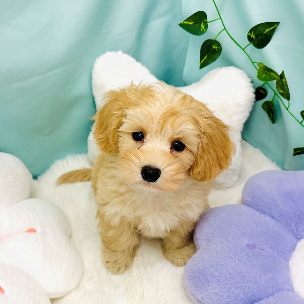 愛知県のマルプー(マルチーズ×プードル) (犬の家＆猫の里愛知刈谷店/2026年2月7日生まれ/男の子/アプリコットホワイト)の子犬の2枚目の画像