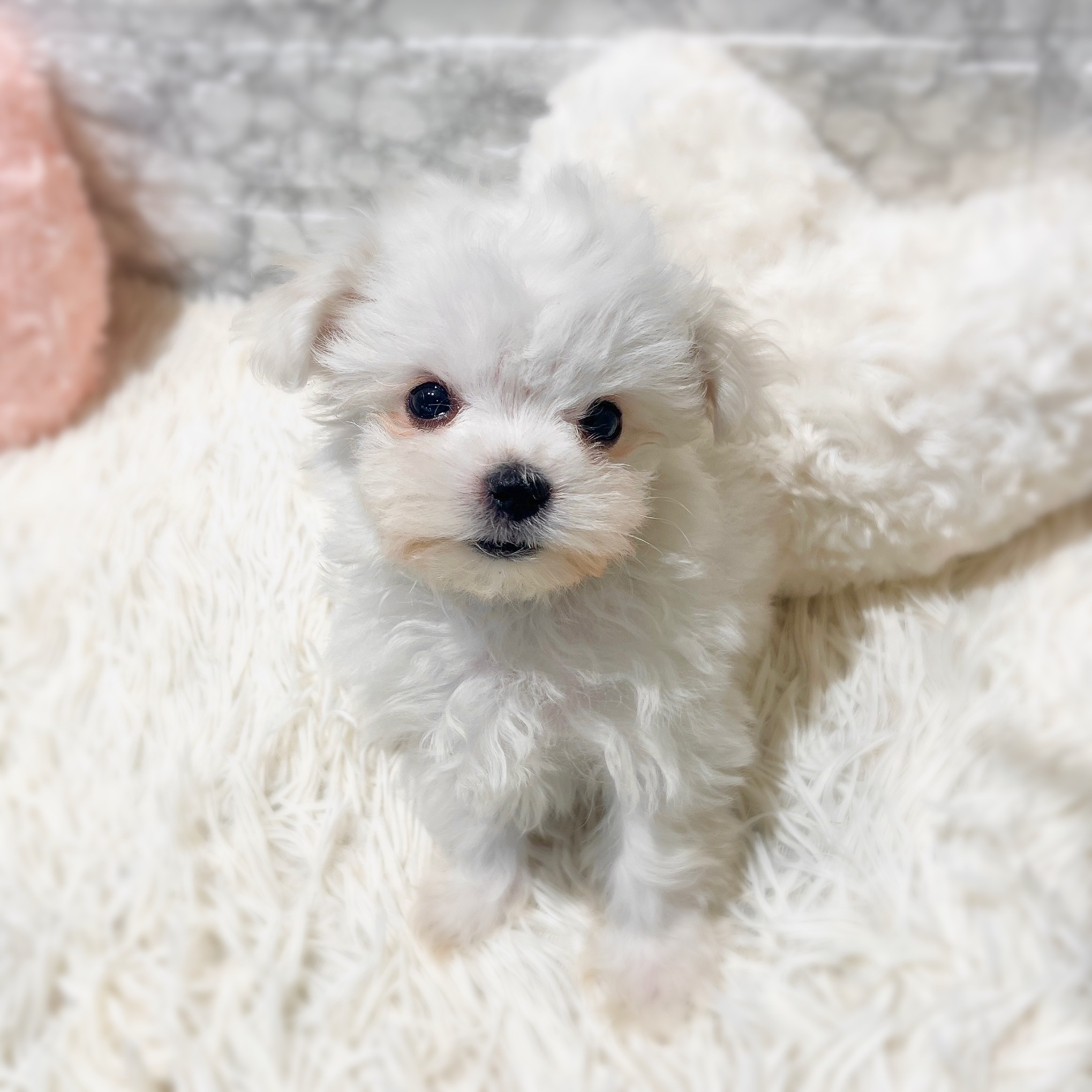 愛知県のハーフ犬・ミックス犬 (犬の家＆猫の里MiO香久山店/2026年2月5日生まれ/男の子/ホワイト)の子犬の2枚目の画像