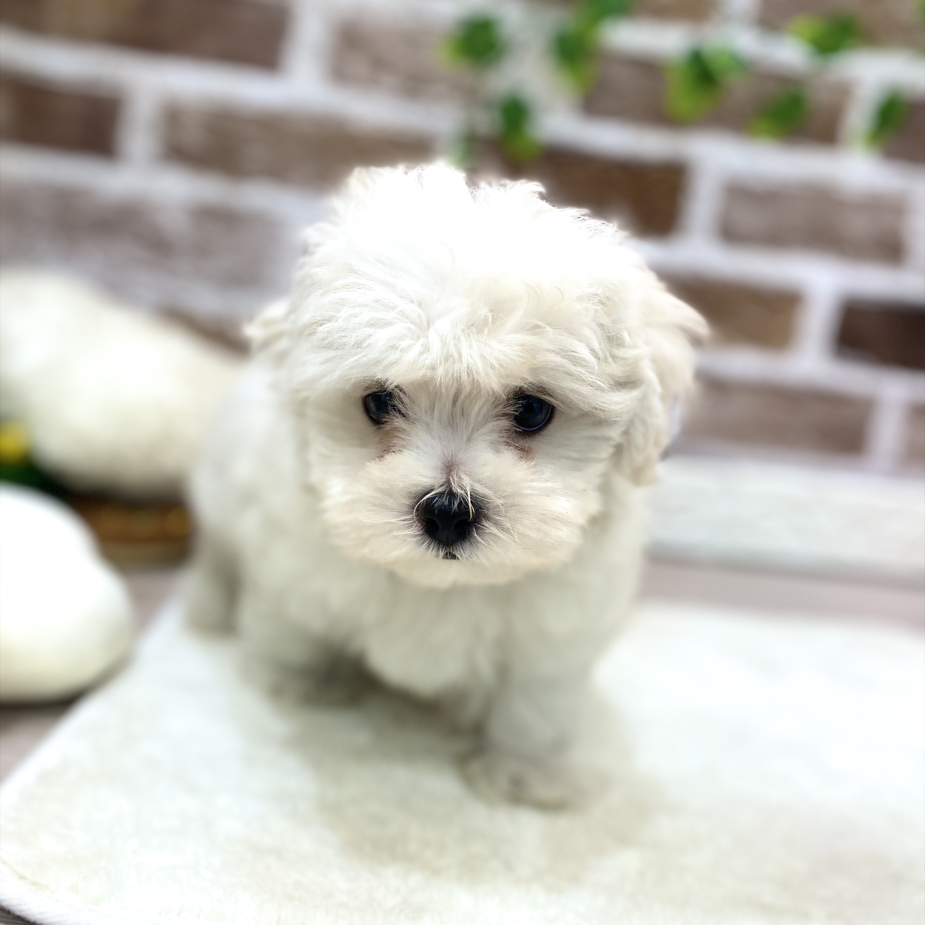 三重県のハーフ犬・ミックス犬 (犬の家＆猫の里三重桑名店/2026年2月5日生まれ/男の子/ホワイトクリーム)の子犬の2枚目の画像