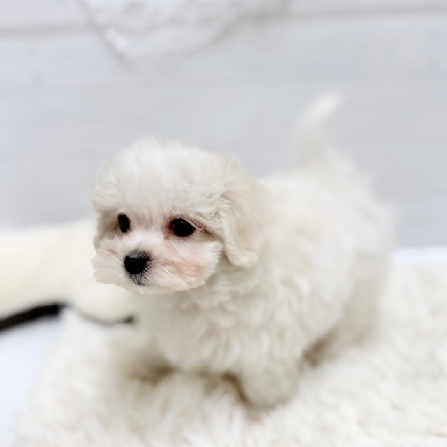 愛知県のハーフ犬・ミックス犬 (犬の家＆猫の里豊田店/2026年2月5日生まれ/女の子/ホワイトクリーム)の子犬の2枚目の画像