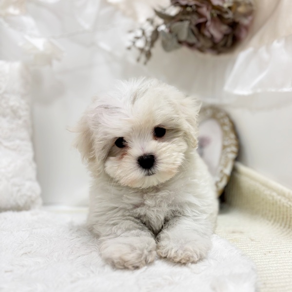 岐阜県のハーフ犬・ミックス犬 (犬の家＆猫の里カラフルタウン岐阜店/2026年2月5日生まれ/女の子/ホワイトクリーム)の子犬の2枚目の画像