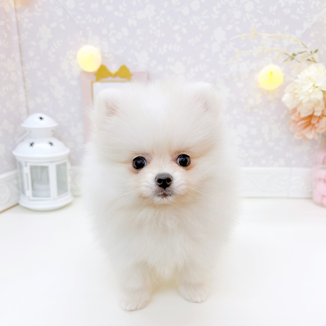 富山県のポメラニアンの子犬を価格や特徴で探す|ペットショップ探す
