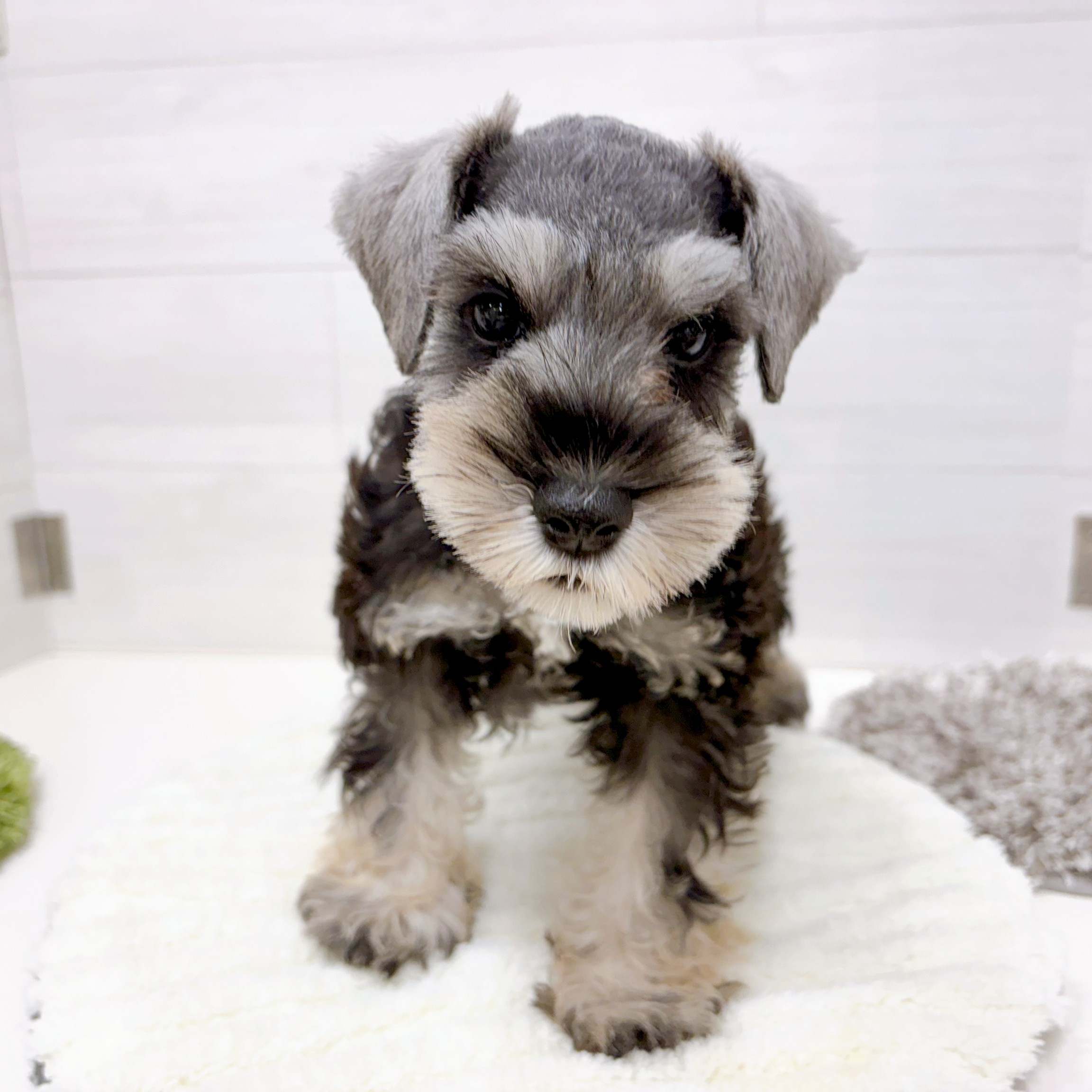 石川県のミニチュアシュナウザー (犬の家＆猫の里アミーゴ金沢おこばた店/2026年2月6日生まれ/男の子/ソルトペッパー)の子犬の2枚目の画像