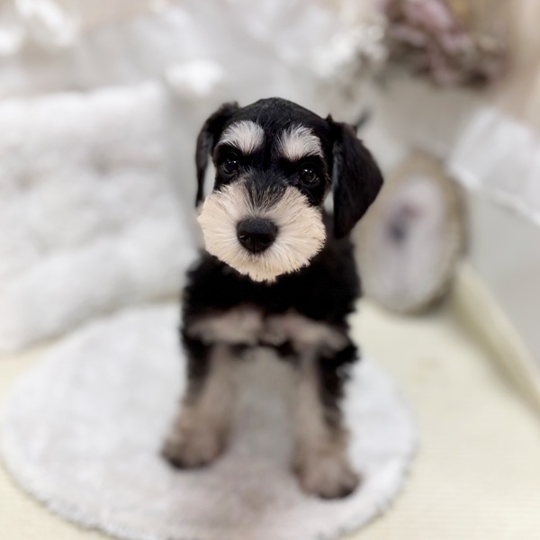 岐阜県のミニチュアシュナウザー (犬の家＆猫の里カラフルタウン岐阜店/2026年2月6日生まれ/女の子/ブラックシルバー)の子犬の2枚目の画像