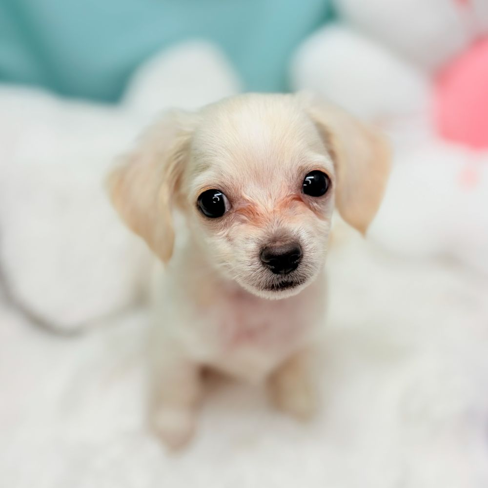 愛知県のチワックス(チワワ×ダックス) (犬の家＆猫の里愛知刈谷店/2026年2月6日生まれ/男の子/クリームホワイト)の子犬の2枚目の画像