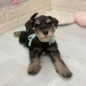 静岡県のミニチュアシュナウザー (犬の家＆猫の里プレ葉ウォーク浜北店/2026年2月6日生まれ/男の子/ブラックシルバー)の子犬の2枚目の画像