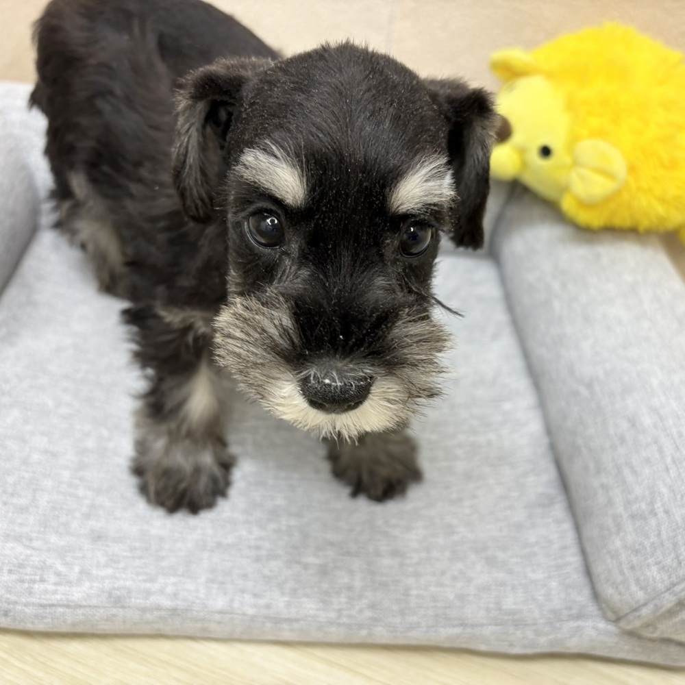 長野県のミニチュアシュナウザー (犬の家＆猫の里塩尻店/2026年2月6日生まれ/女の子/ブラックシルバー)の子犬の2枚目の画像