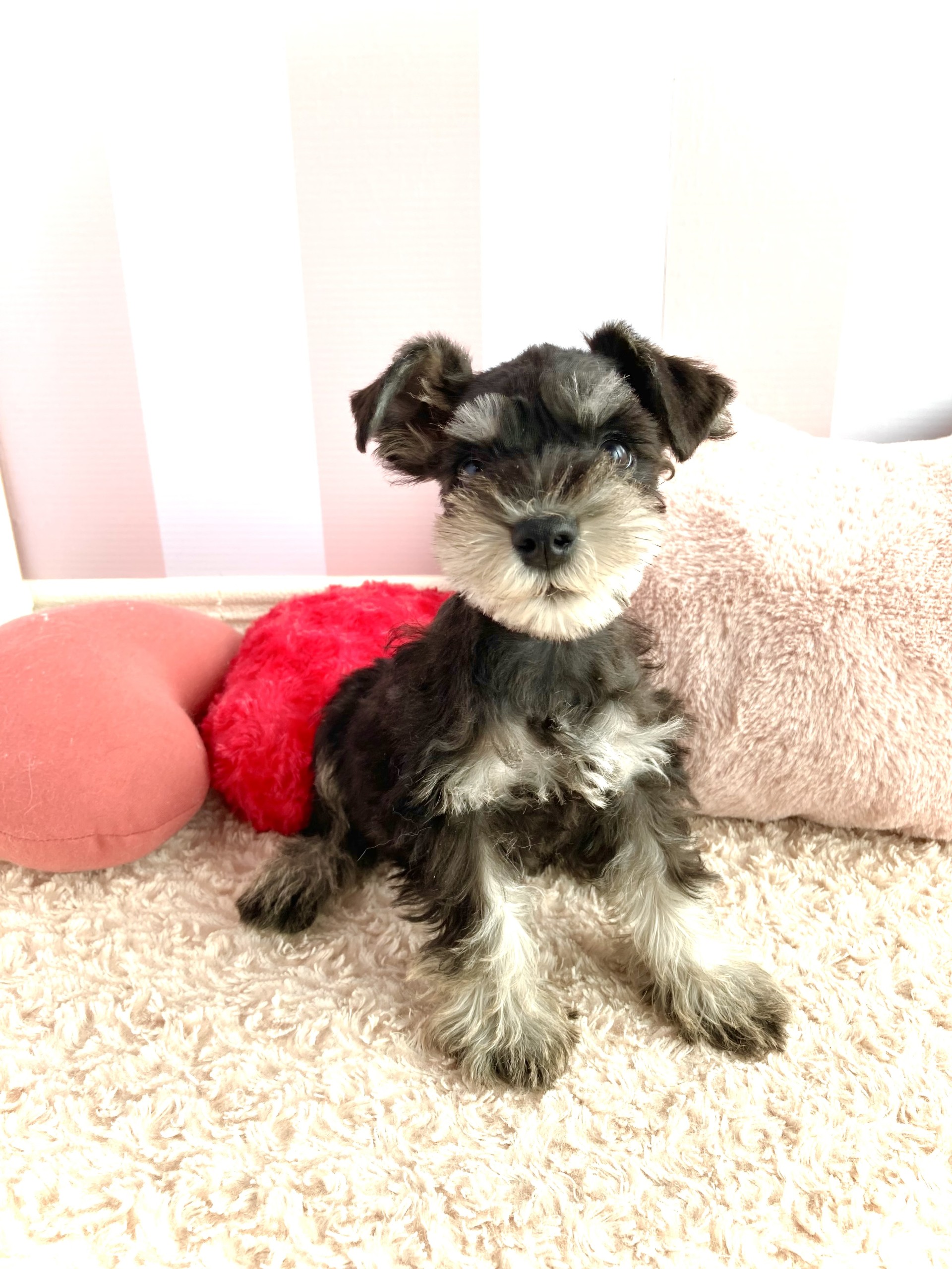 岡山県のミニチュアシュナウザー (犬の家＆猫の里倉敷中庄店/2026年2月6日生まれ/女の子/ブラックシルバー)の子犬の2枚目の画像