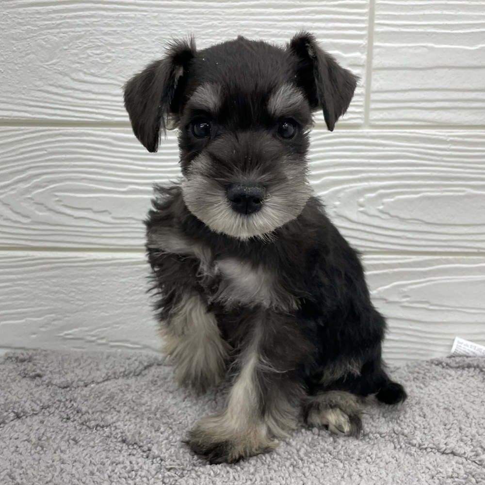 愛知県のミニチュアシュナウザー (犬の家＆猫の里七宝店/2026年2月6日生まれ/女の子/ブラックシルバー)の子犬の2枚目の画像
