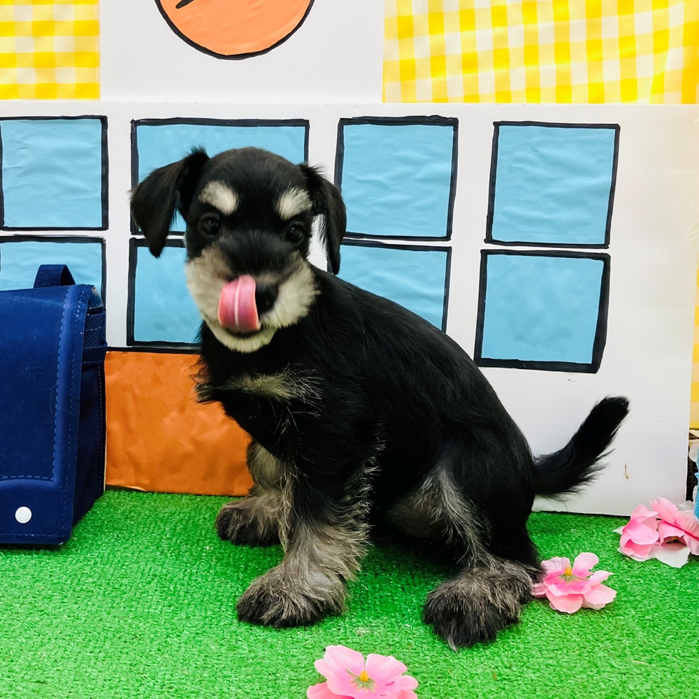 愛知県のミニチュアシュナウザー (犬の家＆猫の里名古屋天白店/2026年2月7日生まれ/女の子/ブラックシルバー)の子犬の2枚目の画像