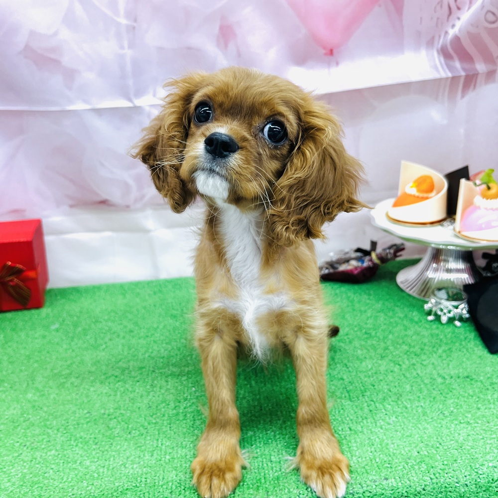 愛知県のキャバリアキングチャールズスパニエル (犬の家＆猫の里名古屋天白店/2025年11月2日生まれ/男の子/ルビー)の子犬の2枚目の画像