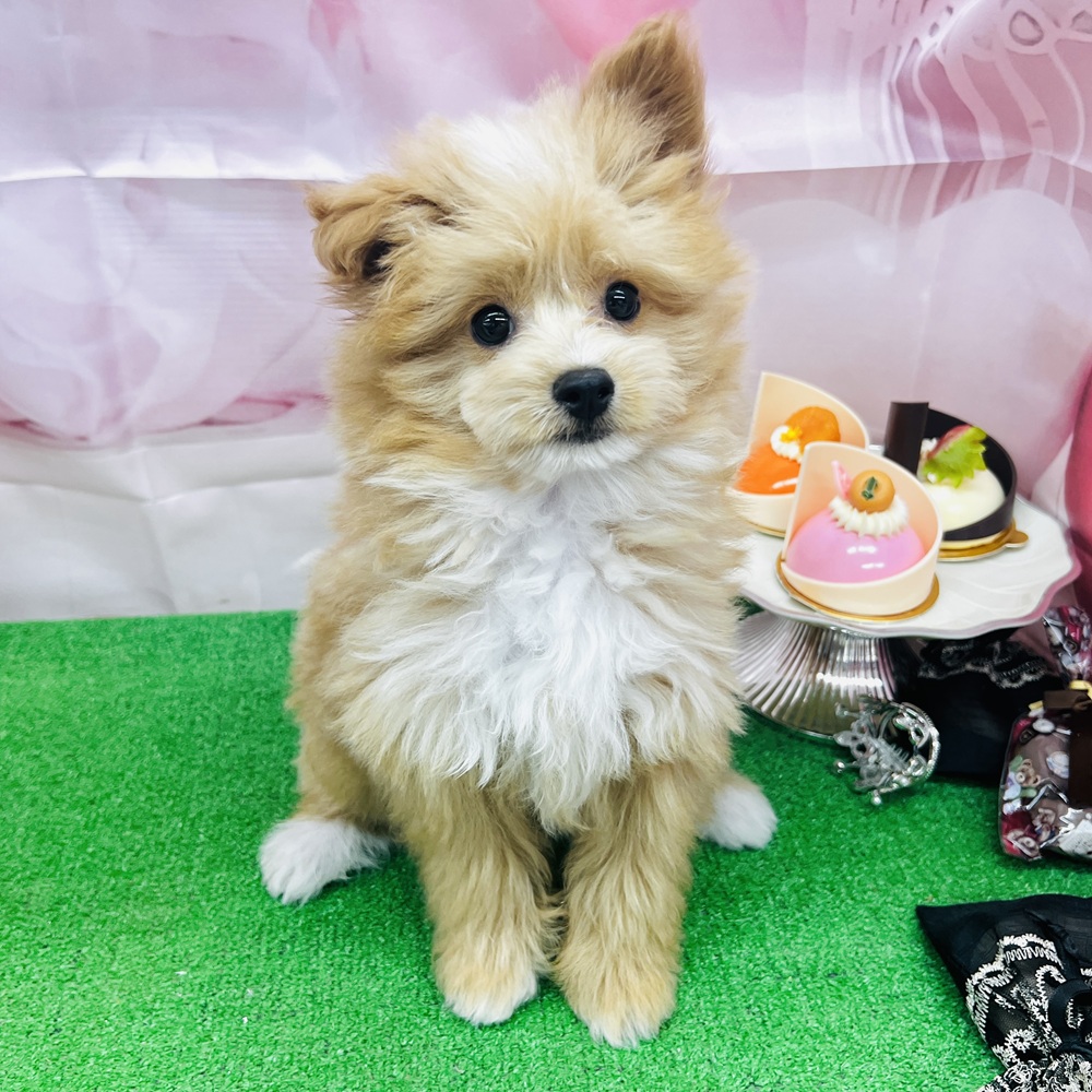 ハーフ犬男の子の写真