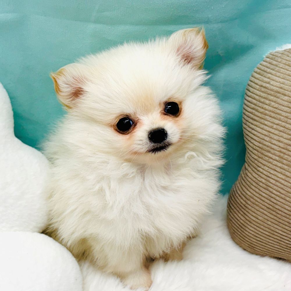 愛知県のポメチワ/チワポメ/ポメチー(ポメラニアン×チワワ) (犬の家＆猫の里愛知刈谷店/2026年2月8日生まれ/男の子/クリーム)の子犬の2枚目の画像