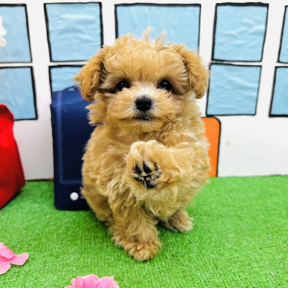 愛知県のマルプー(マルチーズ×プードル) (犬の家＆猫の里名古屋天白店/2026年2月8日生まれ/女の子/アプリコット)の子犬の2枚目の画像