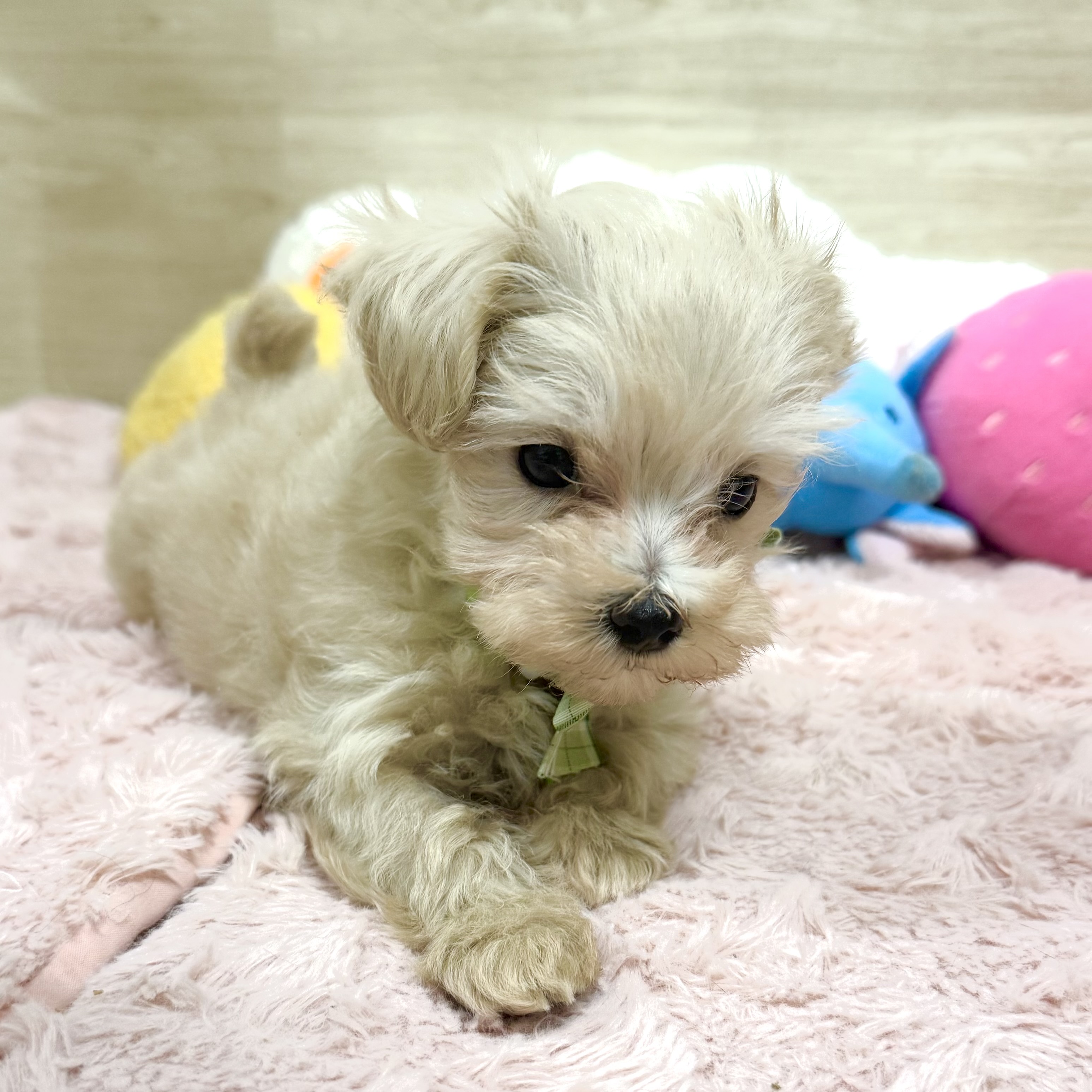 大阪府のマルプー(マルチーズ×プードル) (犬の家＆猫の里そよら東岸和田店/2026年2月8日生まれ/男の子/クリーム)の子犬の2枚目の画像