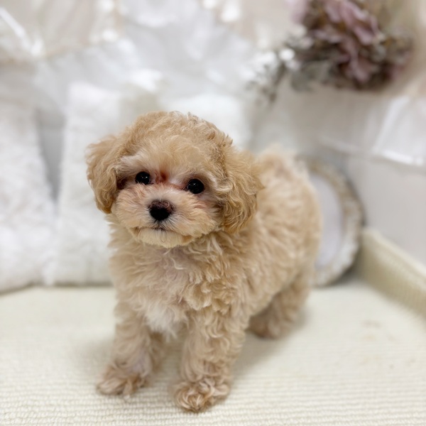 岐阜県のマルプー(マルチーズ×プードル) (犬の家＆猫の里カラフルタウン岐阜店/2026年2月8日生まれ/男の子/クリームホワイト)の子犬の2枚目の画像