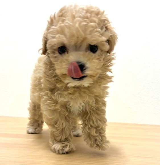 福岡県のマルプー(マルチーズ×プードル) (犬の家＆猫の里トリアス久山店/2026年2月6日生まれ/女の子/クリーム)の子犬の2枚目の画像