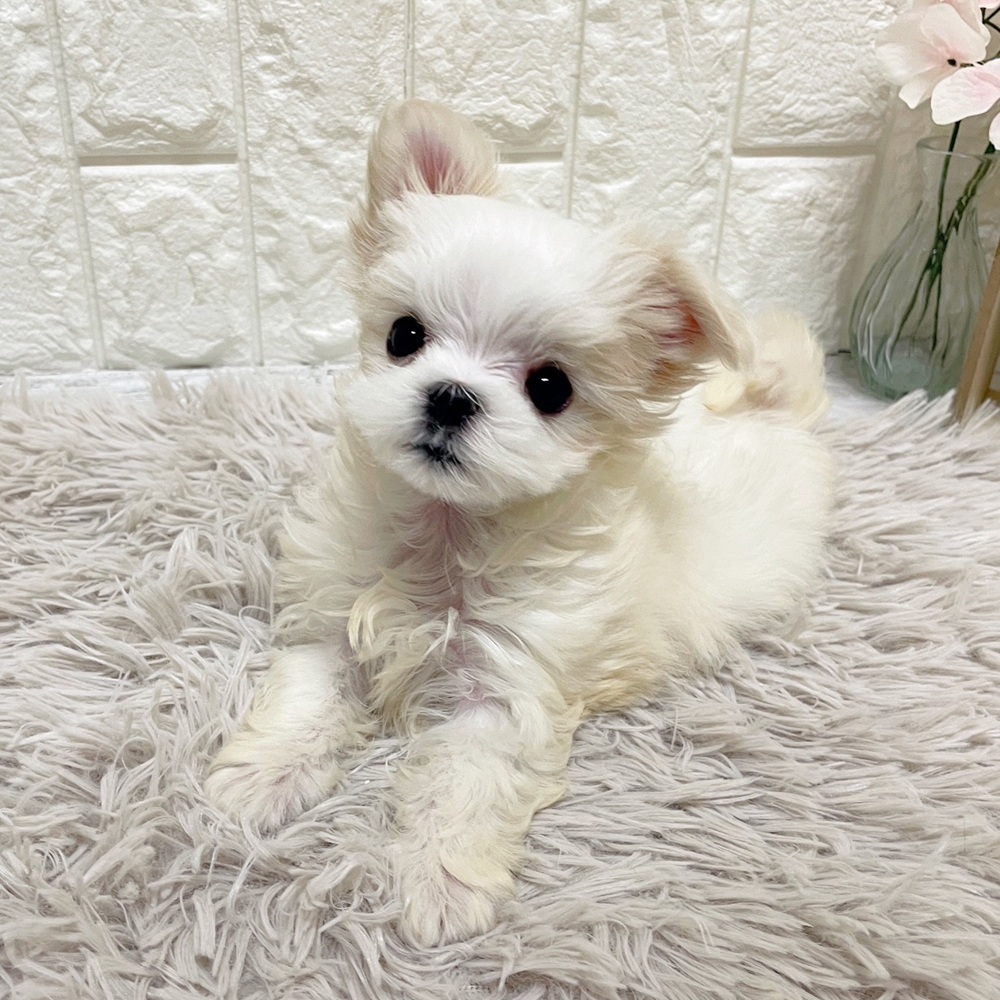 岡山県のマルチーズ (犬の家＆猫の里岡山店/2026年2月5日生まれ/女の子/ホワイト)の子犬の2枚目の画像