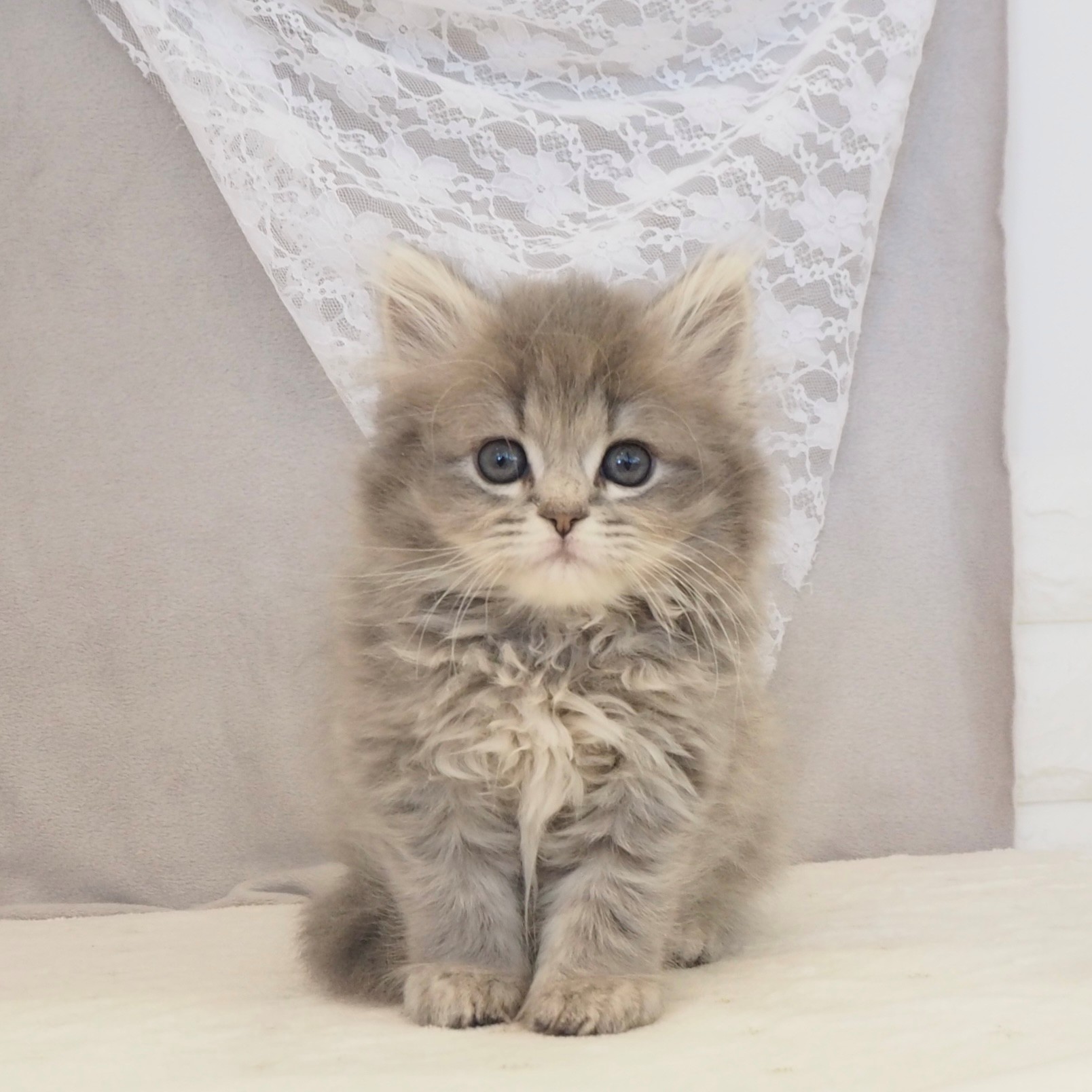 大阪府のミヌエット (犬の家＆猫の里もりのみやキューズモールBASE店/2026年2月5日生まれ/男の子/ブルータビー)の子猫