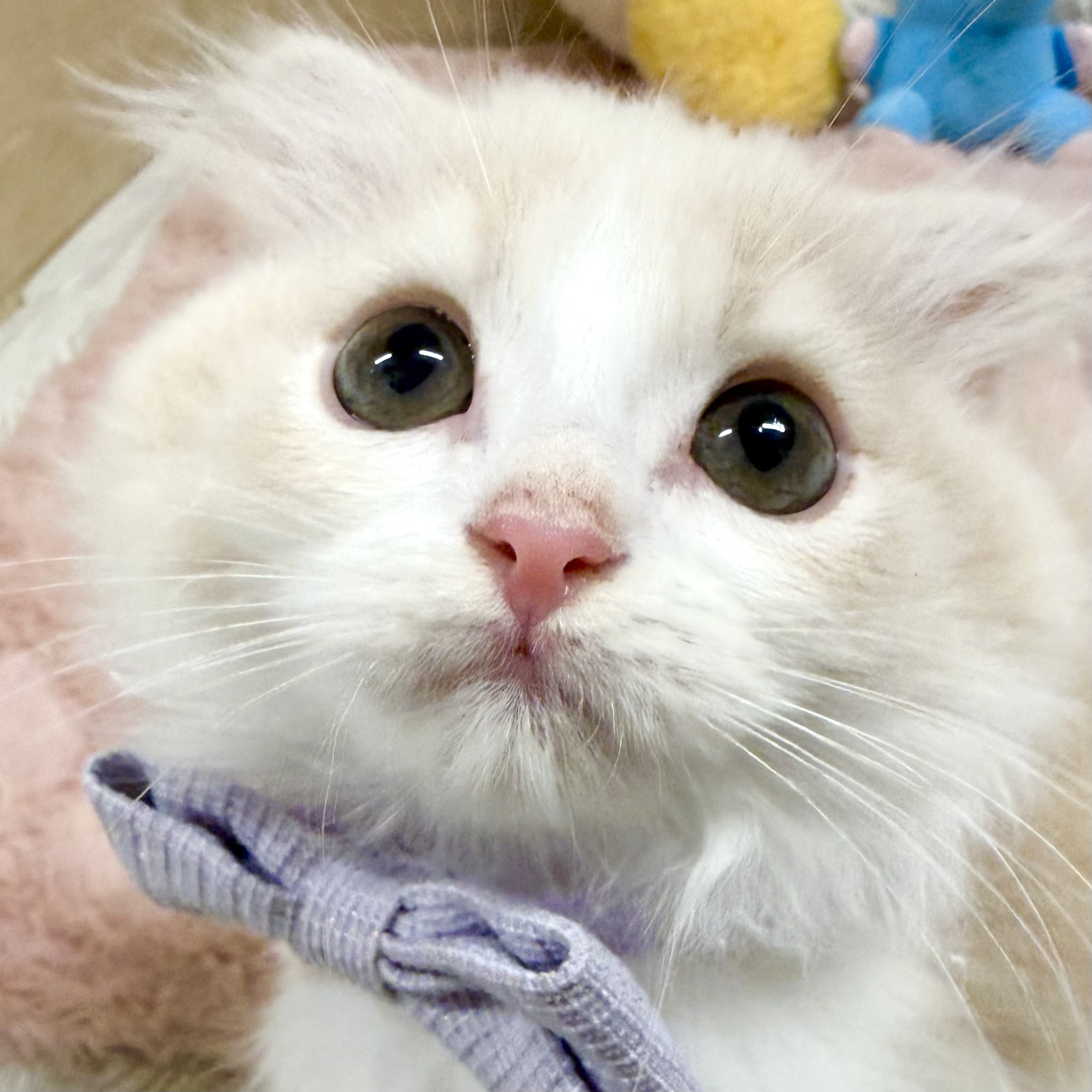 大阪府のスコティッシュフォールド (犬の家＆猫の里そよら東岸和田店/2026年2月5日生まれ/女の子/クリームタビーホワイト)の子猫の1枚目の画像