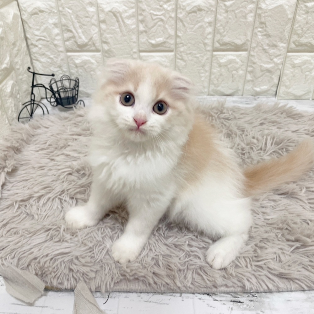 岡山県のスコティッシュフォールド (犬の家＆猫の里岡山店/2026年2月5日生まれ/男の子/クリームタビーホワイト)の子猫の2枚目の画像