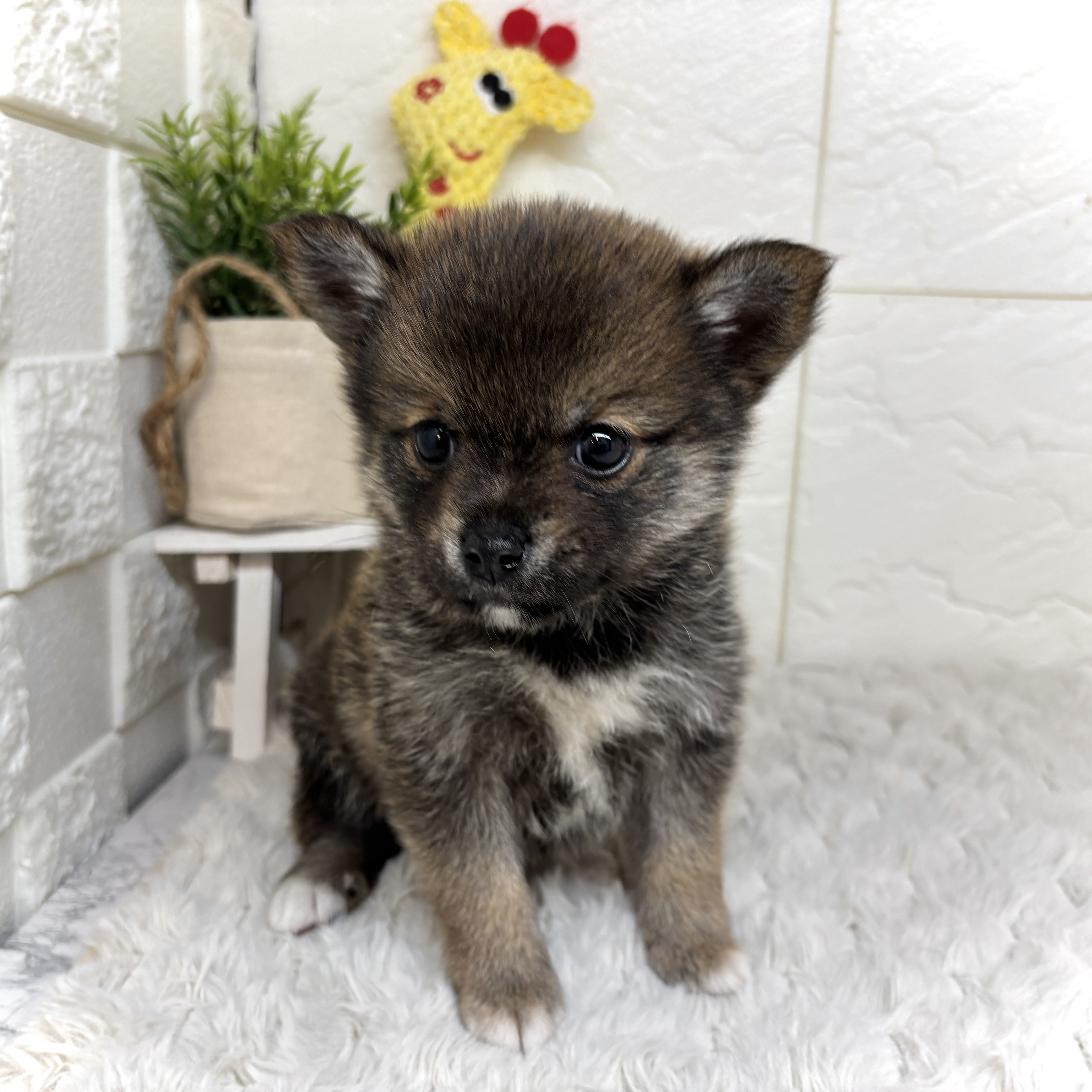 兵庫県のチワ柴/柴チワ/チワシバ(チワワ×柴) (犬の家＆猫の里ゆめタウン姫路店/2026年2月7日生まれ/男の子/胡麻)の子犬の2枚目の画像