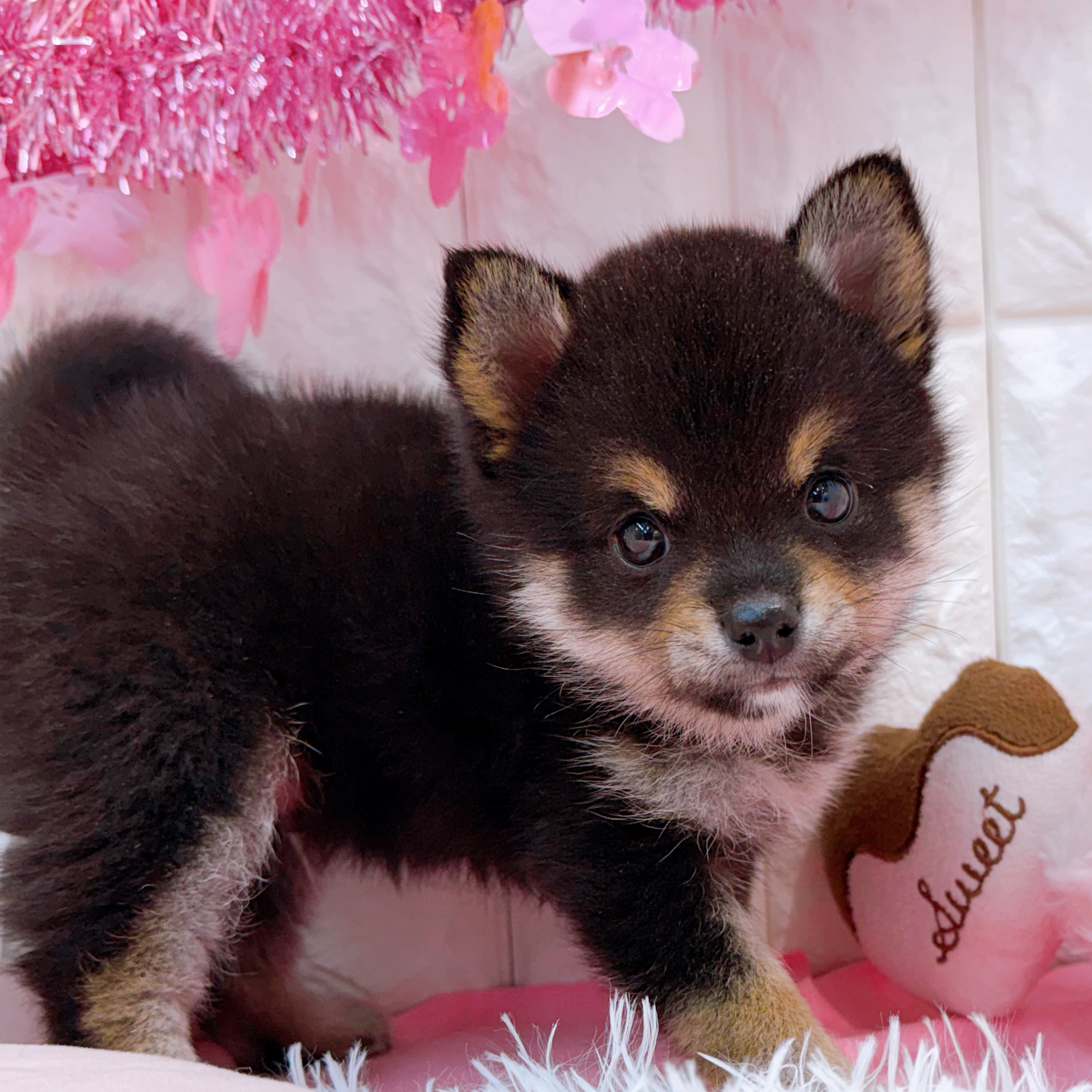 岡山県のチワ柴/柴チワ/チワシバ(チワワ×柴) (犬の家＆猫の里倉敷店/2026年2月7日生まれ/男の子/黒)の子犬の1枚目の画像