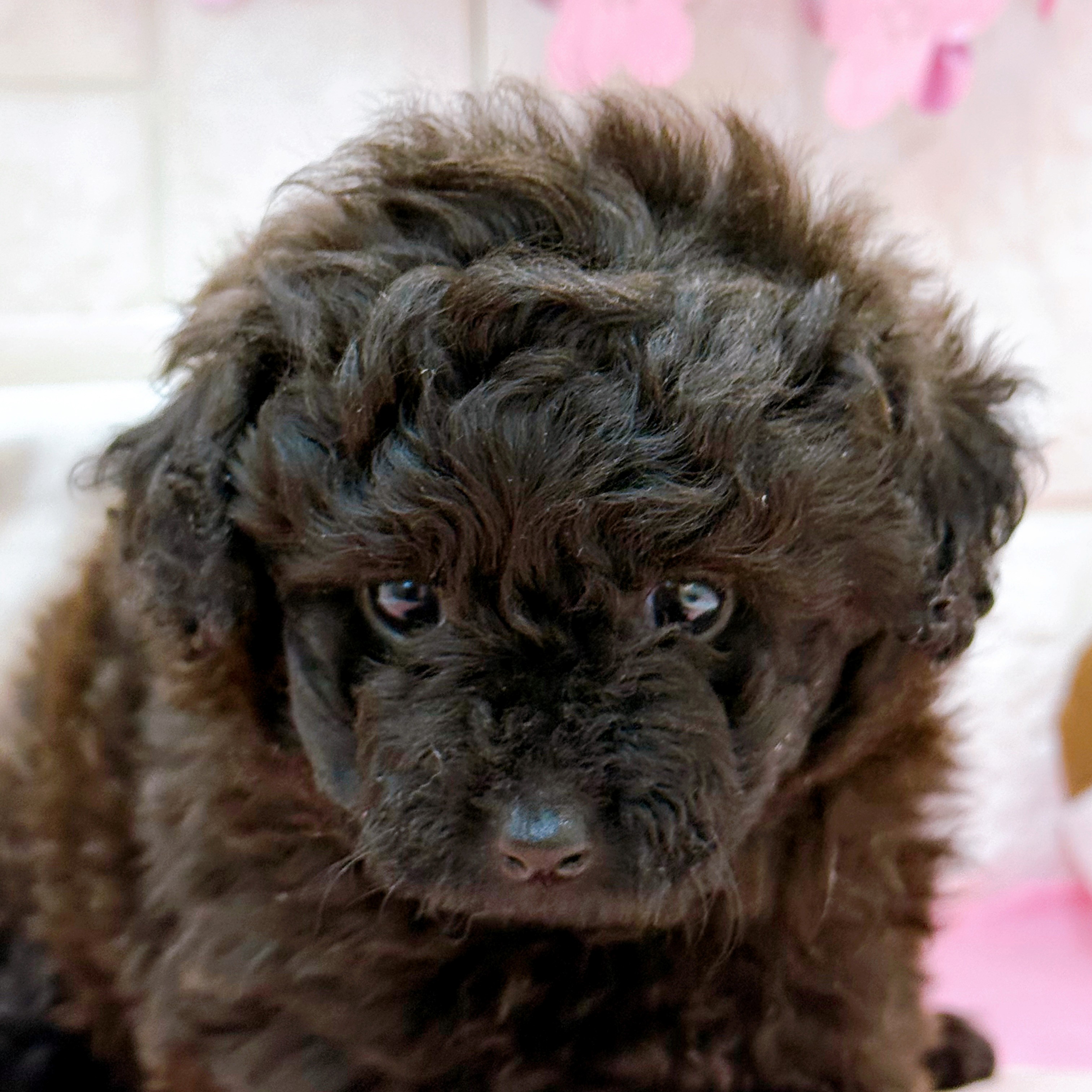 岡山県のポメプー(ポメラニアン×プードル) (犬の家＆猫の里倉敷店/2026年2月6日生まれ/女の子/ブラック)の子犬の1枚目の画像