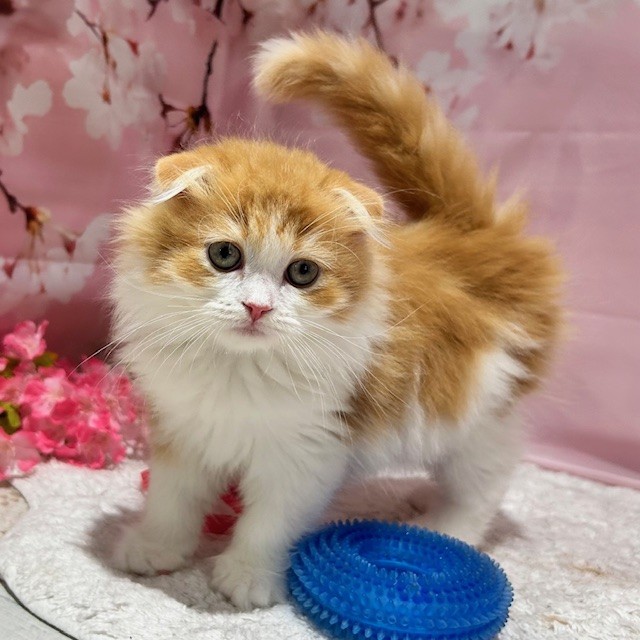 福岡県のスコティッシュフォールド (犬の家＆猫の里トリアス久山店/2026年2月6日生まれ/男の子/レッドタビーホワイト)の子猫の2枚目の画像