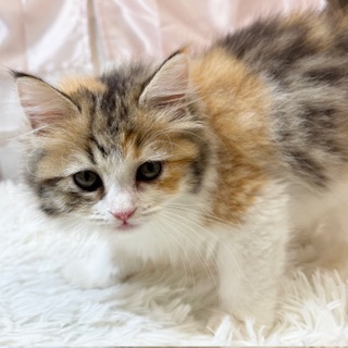 兵庫県のスコティッシュストレート (犬の家＆猫の里カナート西神戸店/2026年2月6日生まれ/女の子/トービーホワイト)の子猫の2枚目の画像