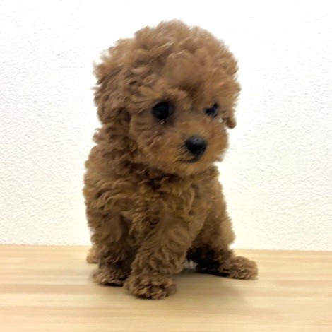福岡県のトイプードル(タイニー) (犬の家＆猫の里トリアス久山店/2026年2月5日生まれ/男の子/レッドフォーン)の子犬の2枚目の画像