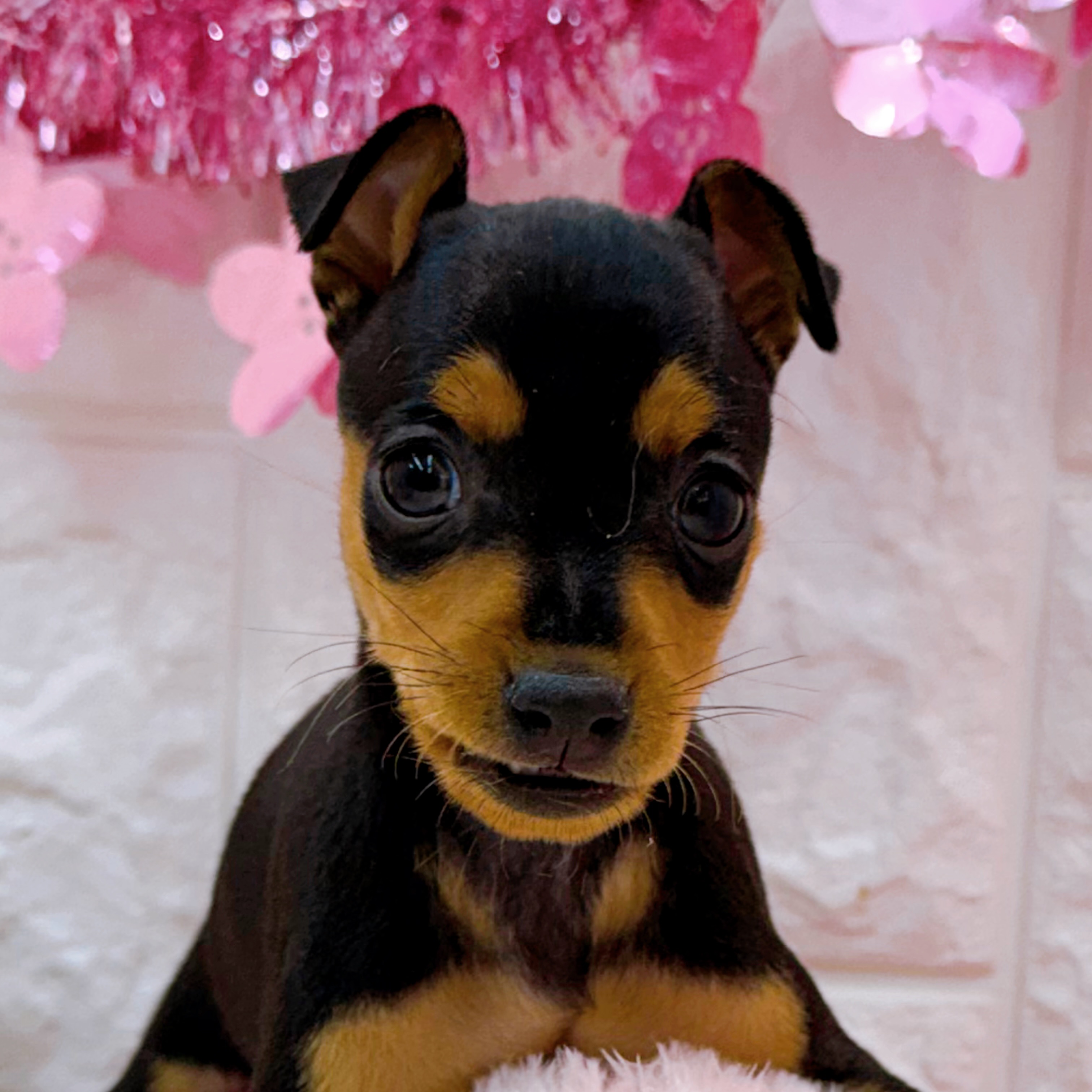 岡山県のミニチュアピンシャー (犬の家＆猫の里倉敷店/2026年2月7日生まれ/男の子/ブラックタン)の子犬の1枚目の画像