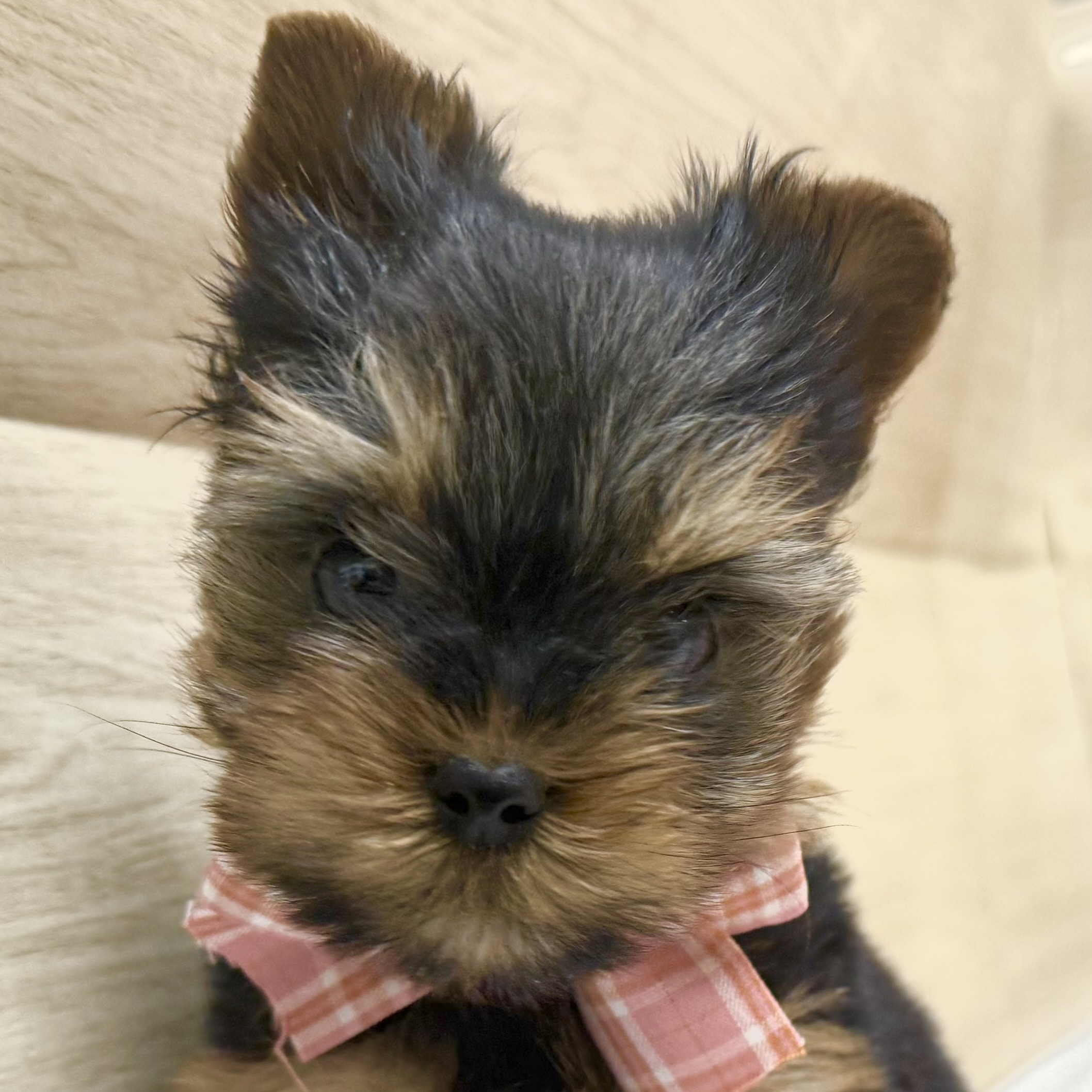 ヨークシャーテリア女の子の写真