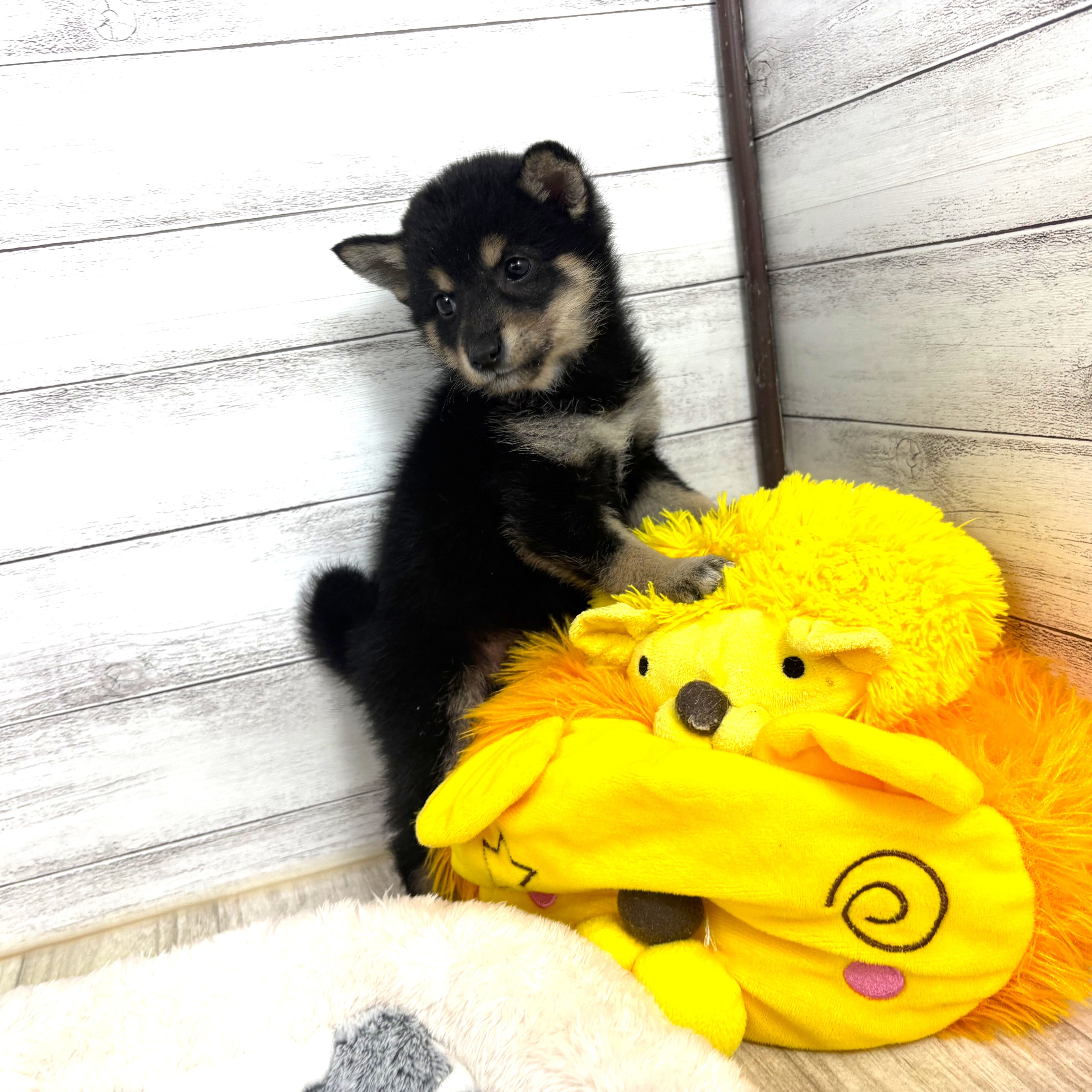 兵庫県の豆柴 (犬の家＆猫の里川西店/2026年2月6日生まれ/女の子/黒)の子犬の2枚目の画像