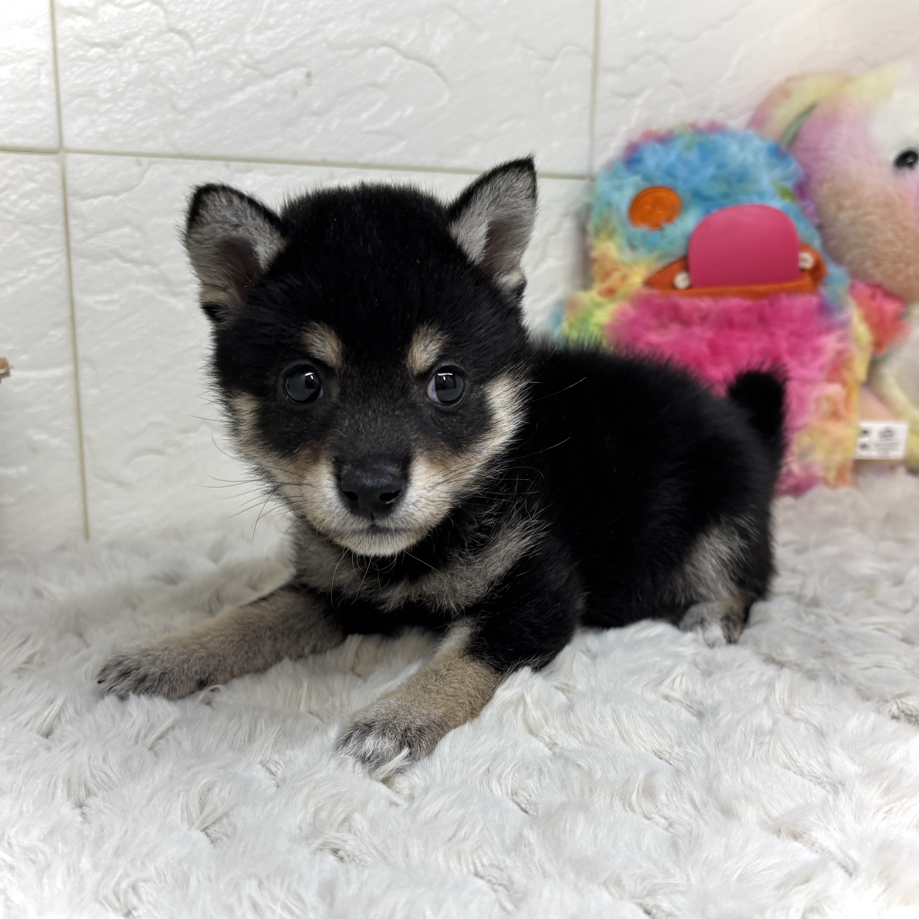 兵庫県の豆柴 (犬の家＆猫の里ゆめタウン姫路店/2026年2月6日生まれ/女の子/黒)の子犬の2枚目の画像